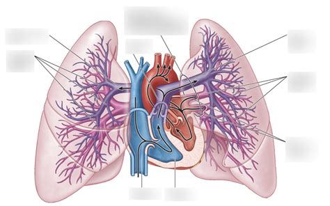 Pulmonary Circulation (Diagram) Diagram | Quizlet