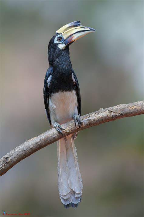 Oriental Pied Hornbill (Anthracoceros albirostris) by Lawrence Neo on Flickr Ornithology, Bird ...