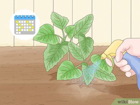 How to Plant Callaloo in Your Garden (with Pictures) - wikiHow