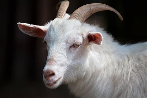 White Goat Free Stock Photo - Public Domain Pictures