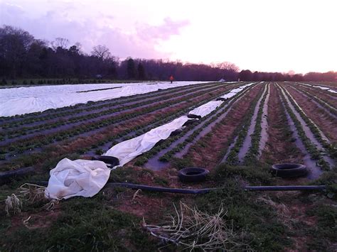 Strawberry Weather?? – Miller Farms Market