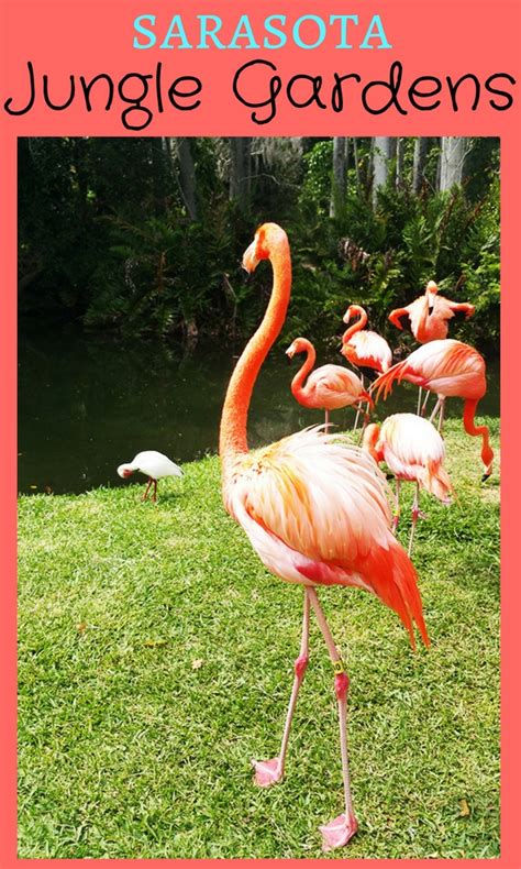 Sarasota Jungle Gardens - Mom Explores Southwest Florida