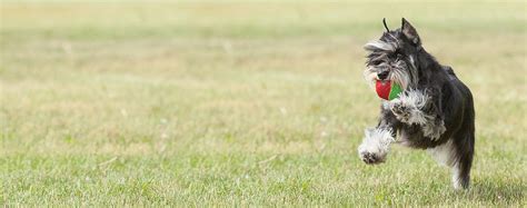 How to Train a Miniature Schnauzer Advanced Tricks | Wag!