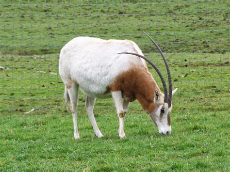 Scimitar Horned Oryx Animals | Amazing Facts & Latest Pictures | All Wildlife Photographs