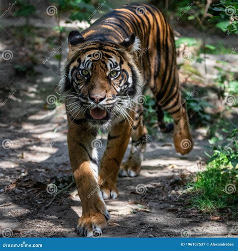 Tiger Walking in the Forest Stock Image - Image of orange, head: 196107537