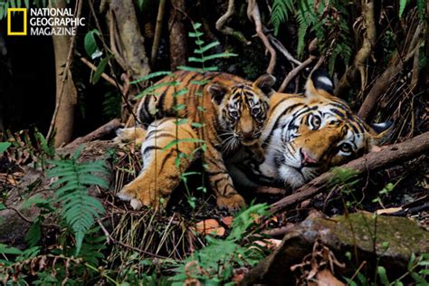 Little to show for tens of millions spent on tiger conservation, says new National Geographic story.