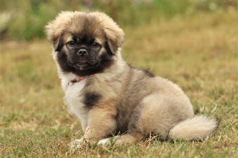 Tibetan Spaniel