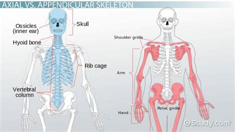 Axial and Appendicular Skeletons | Overview & Differences - Lesson ...