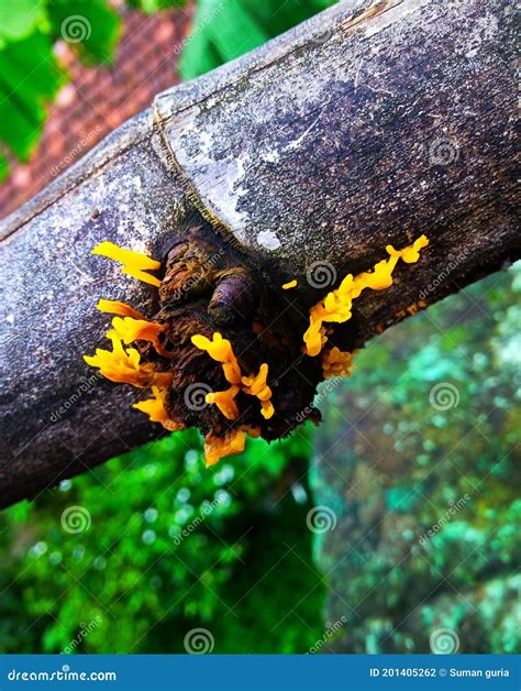 Fungus on a Bamboo stock photo. Image of invertebrate - 201405262