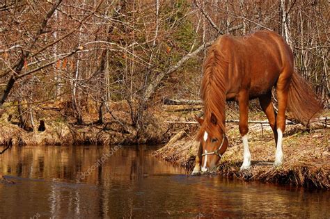 Sorrel horse — Stock Photo © tristana #1258397