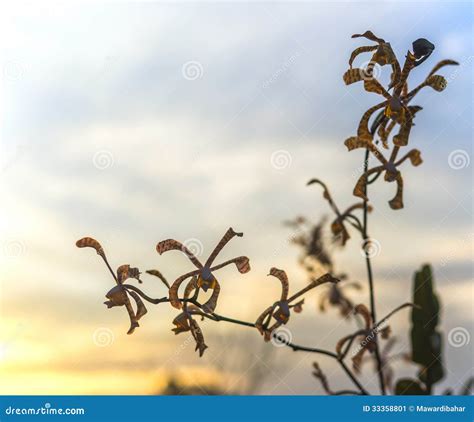 Orchids sunset background stock image. Image of park - 33358801