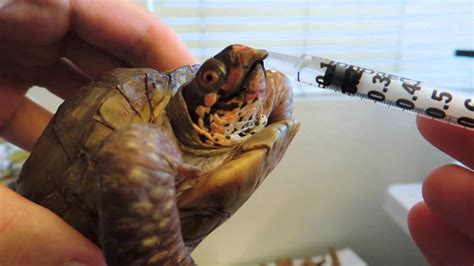 Box Turtle Calcium Supplements - YouTube