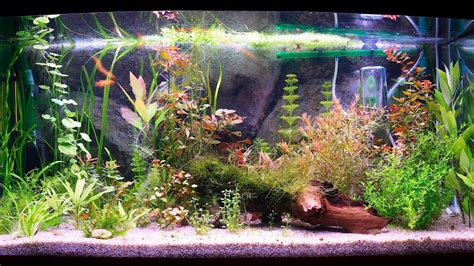 Top 5 Petsmart Fish Tank Filter Types (PROS & CONS COMPARISON)