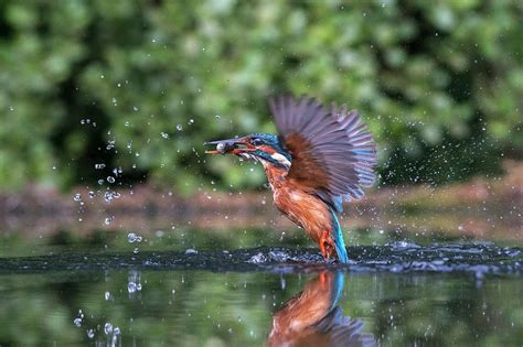 Common Kingfisher Catching A Fish Photograph by Dr P. Marazzi - Pixels