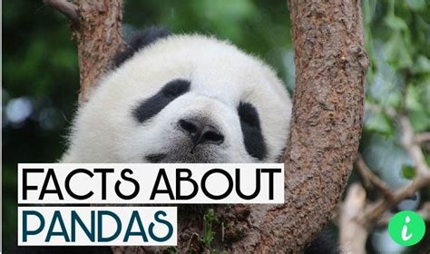 10 Most Interesting Facts About Pandas | Panda facts, Panda, Panda habitat