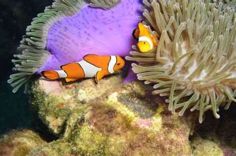 Clownfish Breeding Guide (Everything You Need to Know) - Avid Aquarist