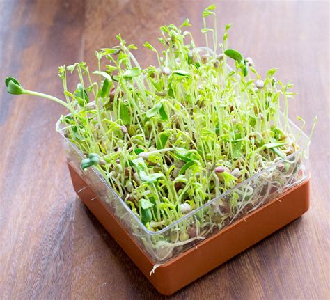 How to Sprout Your Own Seeds and Pulses | Planet Veggie