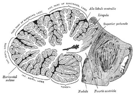 Neural - Cerebellum Development - Embryology