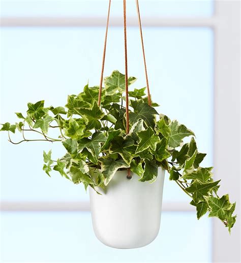 English Ivy Hanging Plant from 1-800-FLOWERS.COM