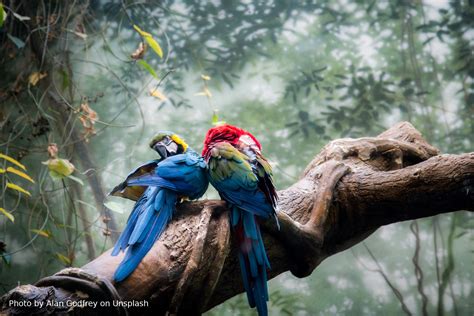 Biodiversity and Nature’s Contributions Continue Dangerous Decline, Scientists Warn - Global ...