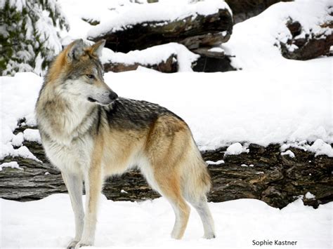 Endangered Mexican wolf treks north of I-40 in New Mexico – Lobos of ...