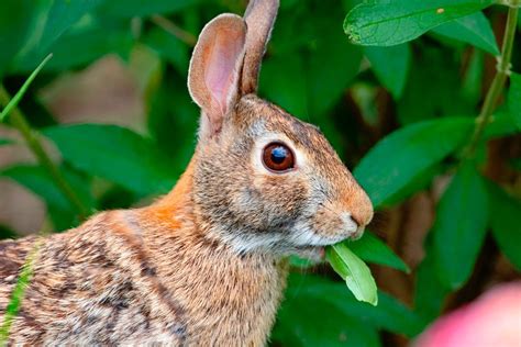 Expert Garden Advice on Rabbit Resistant Flowers - Birds and Blooms