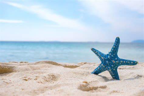 "Starfish On Beach" Images – Browse 361 Stock Photos, Vectors, and Video | Adobe Stock