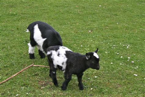 Tiny cute black and white baby pygmy goats - Kirkley Hall … | Flickr