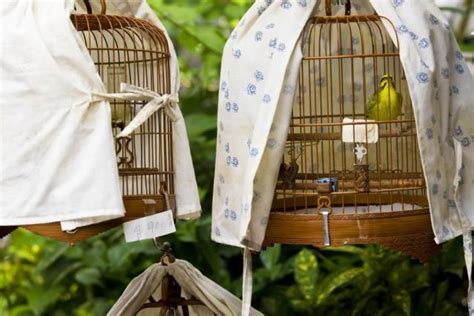 Should You Cover Your Bird's Cage at Night? | Bird cage covers, Bird cage, Bird cage centerpiece