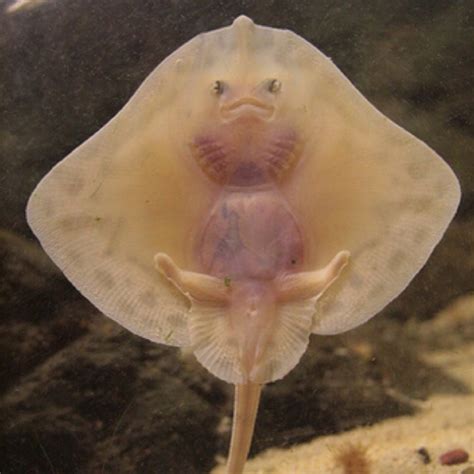 Baby stingray | Baby animals, Cute animals, Animals beautiful