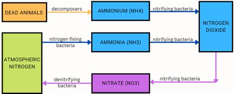 Nitrogen Cycle - Welcome to Riteach