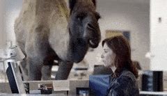 Happy Hump Day Gif - GIFcen