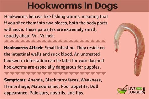 hookworms in dogs | Hookworms in dogs, Worms in dogs, Home remedies