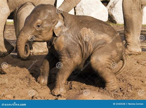 Muddy Baby Elephant Playing Stock Photo - Image of nature, elephant: 2343528