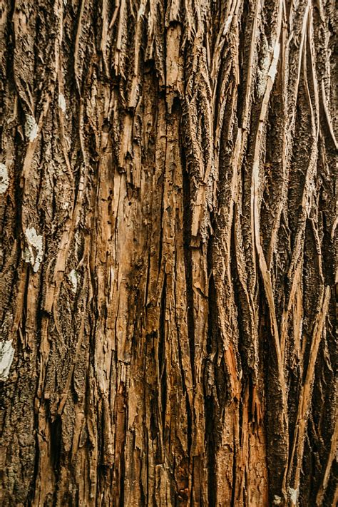 Wooden, texture, bark, ribbed, HD phone wallpaper | Peakpx