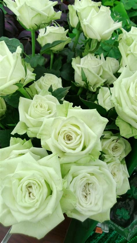 17 Best images about Roses - Green on Pinterest | Gardens, Cabbage roses and Green rose