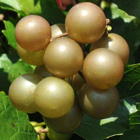 Carlos Muscadine Grapebronze Fruit. Sweet And Self-Fertile With A Pleasing Flavor. No Spraying ...