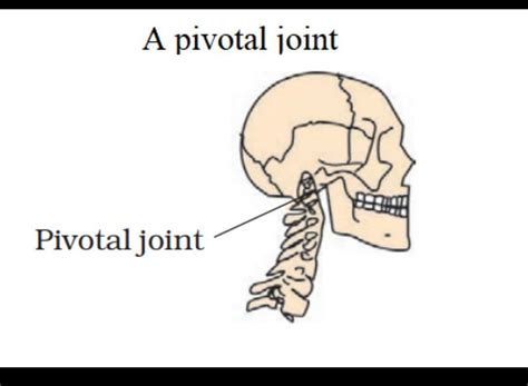 what is pivotal joint ? - Brainly.in