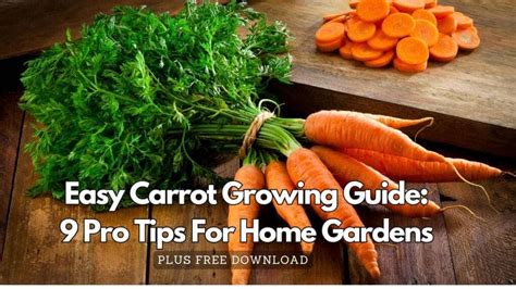 Easy Carrot Growing Guide: 9 Pro Tips For Home Gardens