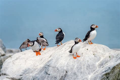 Maine Puffin Tours | New England from the Water - New England Today