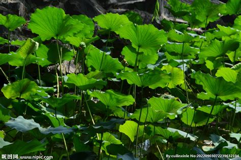 荷塘风景摄影图__花草_生物世界_摄影图库_昵图网nipic.com