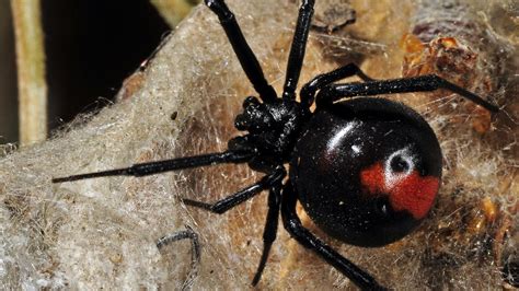 Way We Were: Queensland’s bizarre history of redback spider bite treatments | Daily Telegraph