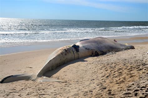 50-Foot Whale Washes Ashore on Smith Point Beach | Patchogue, NY Patch