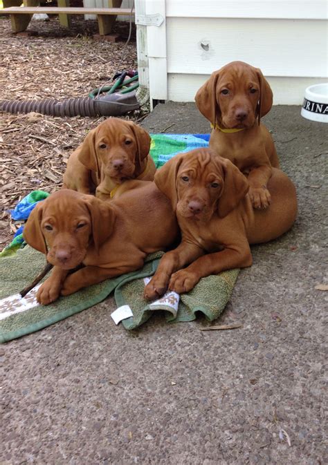 26 Best Photos Vizsla Puppies For Sale Ny - KC reg Hungarian Vizsla puppies - price reduced ...