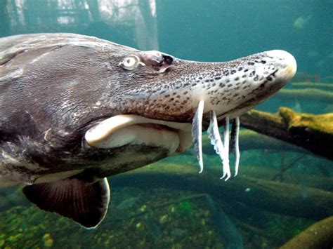 Beluga Sturgeon – "OCEAN TREASURES" Memorial Library