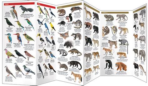 Southeast Asia Wildlife: A Folding Pocket Guide to Familiar Animals ...