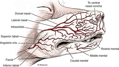 Dog Lip Diagram | Ownerlip.co