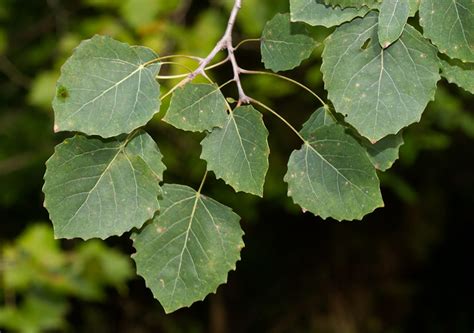 Maryland Biodiversity Project - Bigtooth Aspen (Populus grandidentata)