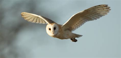 Barn Owl flying in winter sunlight Tyto alba | Mike Rae