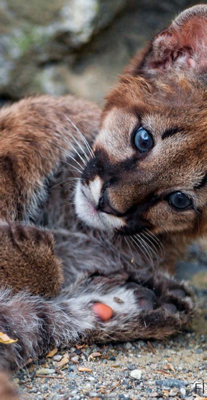 2 Mountain Lion Cubs Captured In New Subdivision - Mountain Lion Foundation